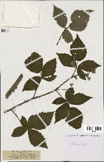 spécimen de Rubus hypomallos