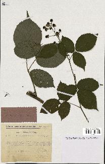 spécimen de Rubus sulcatus