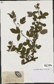 spécimen de Rubus sulcatus