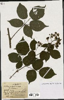 spécimen de Rubus sulcatus