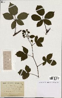 spécimen de Rubus plicatus