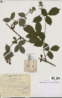 spécimen de Rubus plicatus