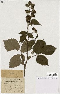 spécimen de Rubus gilloti