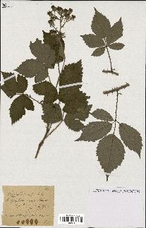 spécimen de Rubus discerptus