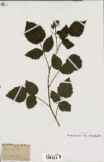 spécimen de Rubus idaeus