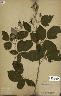 spécimen de Rubus fruticosus