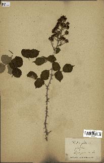 spécimen de Rubus fruticosus