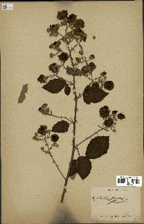 spécimen de Rubus fruticosus