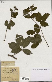 spécimen de Rubus opacus