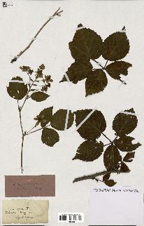 spécimen de Rubus plicatus