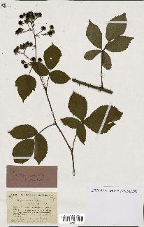 spécimen de Rubus nitidus