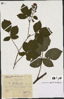 spécimen de Rubus nitidus