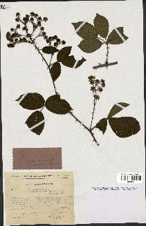 spécimen de Rubus nitidus