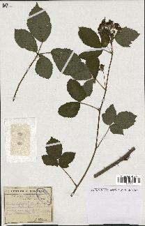 spécimen de Rubus integribasis