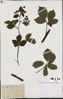 spécimen de Rubus integribasis