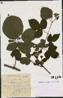 spécimen de Rubus nitidus