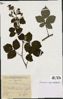 spécimen de Rubus nitidus