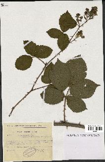 spécimen de Rubus nitidus