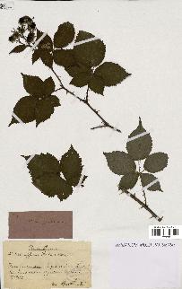 spécimen de Rubus affinis