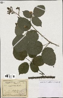 spécimen de Rubus senticosus