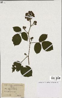 spécimen de Rubus pallidus