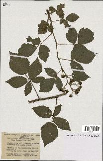 spécimen de Rubus obtruncatus