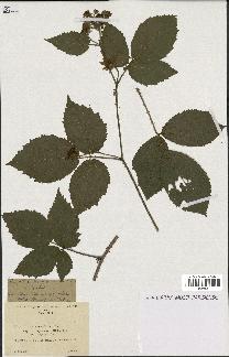 spécimen de Rubus obscurus