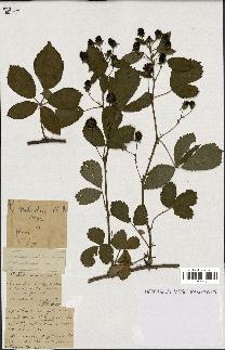 spécimen de Rubus nitidus