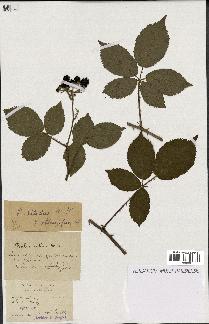 spécimen de Rubus nitidus