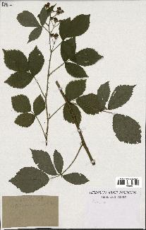 spécimen de Rubus sp.