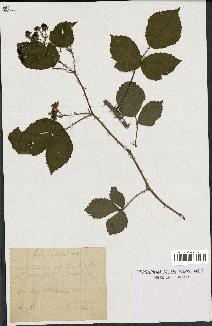 spécimen de Rubus vulgaris