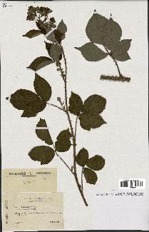 spécimen de Rubus koehleri