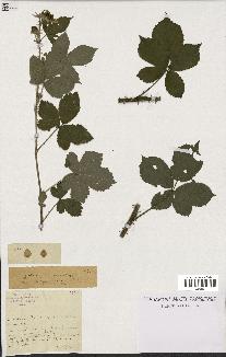 spécimen de Rubus sp.