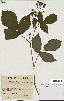 spécimen de Rubus foliosus