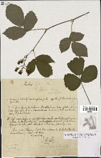 spécimen de Rubus foliosus