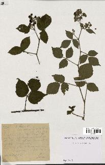 spécimen de Rubus foliosus