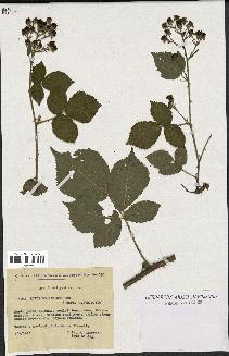 spécimen de Rubus boraeanus