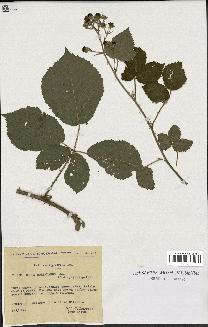 spécimen de Rubus boraeanus