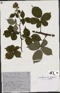 spécimen de Rubus argenteus