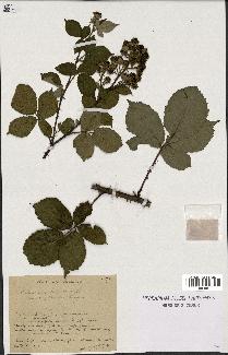 spécimen de Rubus argenteus