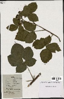 spécimen de Rubus caesius