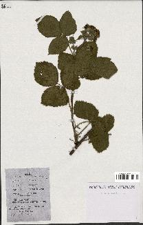 spécimen de Rubus caesius