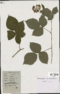 spécimen de Rubus caesius