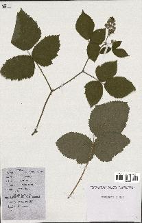 spécimen de Rubus caesius