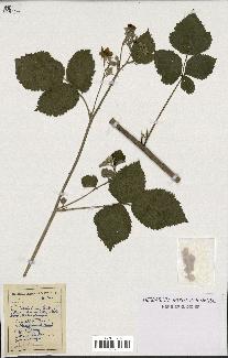 spécimen de Rubus caesius