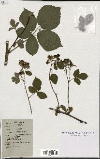 spécimen de Rubus caesius