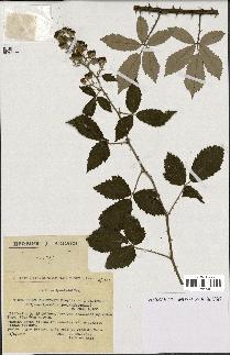 spécimen de Rubus tomentosus x ulmifolius