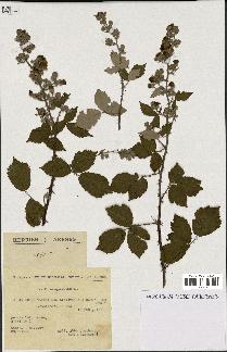 spécimen de Rubus tomentosus x ulmifolius