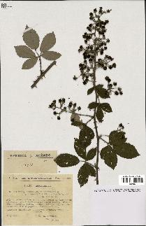 spécimen de Rubus tomentosus x ulmifolius