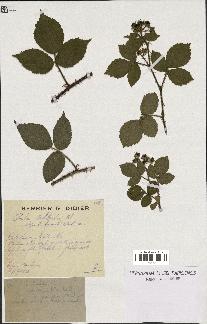 spécimen de Rubus schleicheri